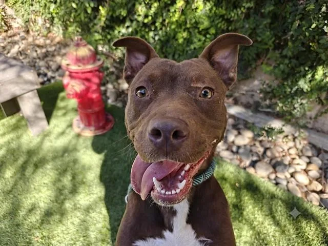 A young large-sized female Labrador Retriever dog named Lucrezia for adoption in San Jose, CA