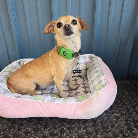 An adult small-sized male Chihuahua dog named Neo for adoption in Carneys Point, NJ