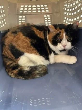 An adult large-sized female Domestic Medium Hair cat named Bella for adoption in Port Allen, LA