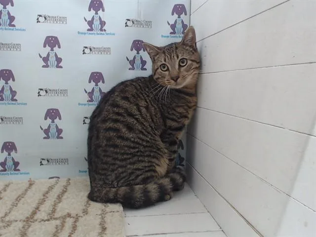 A young small-sized male Domestic Short Hair cat named Rubio for adoption in Orlando, FL