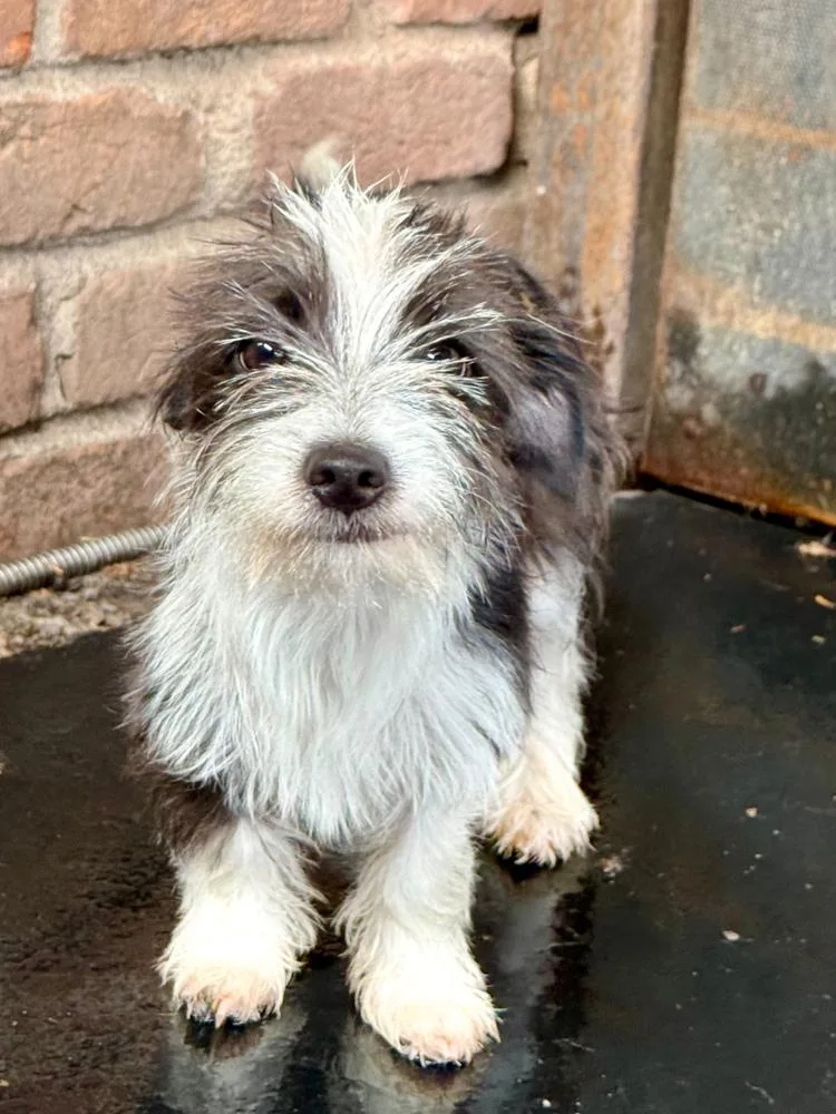A baby small-sized female Tricolor (Brown, Black, & White) Terrier dog named Toto for adoption in TUCSON, AZ