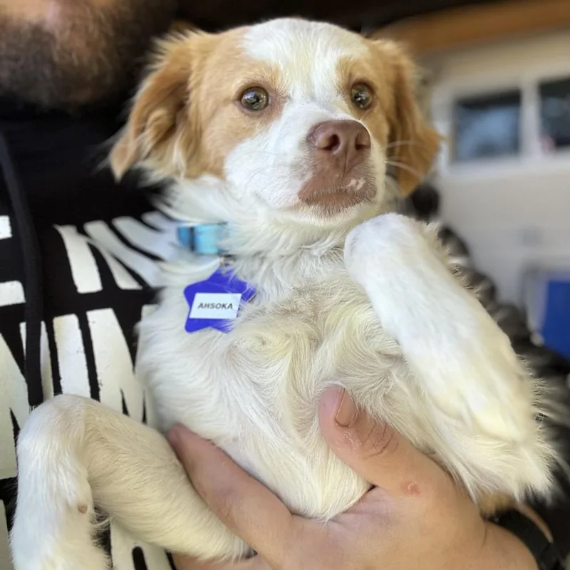 A young small-sized female Red / Chestnut / Orange Mixed Breed dog named Ahsoka for adoption in San Francisco, CA