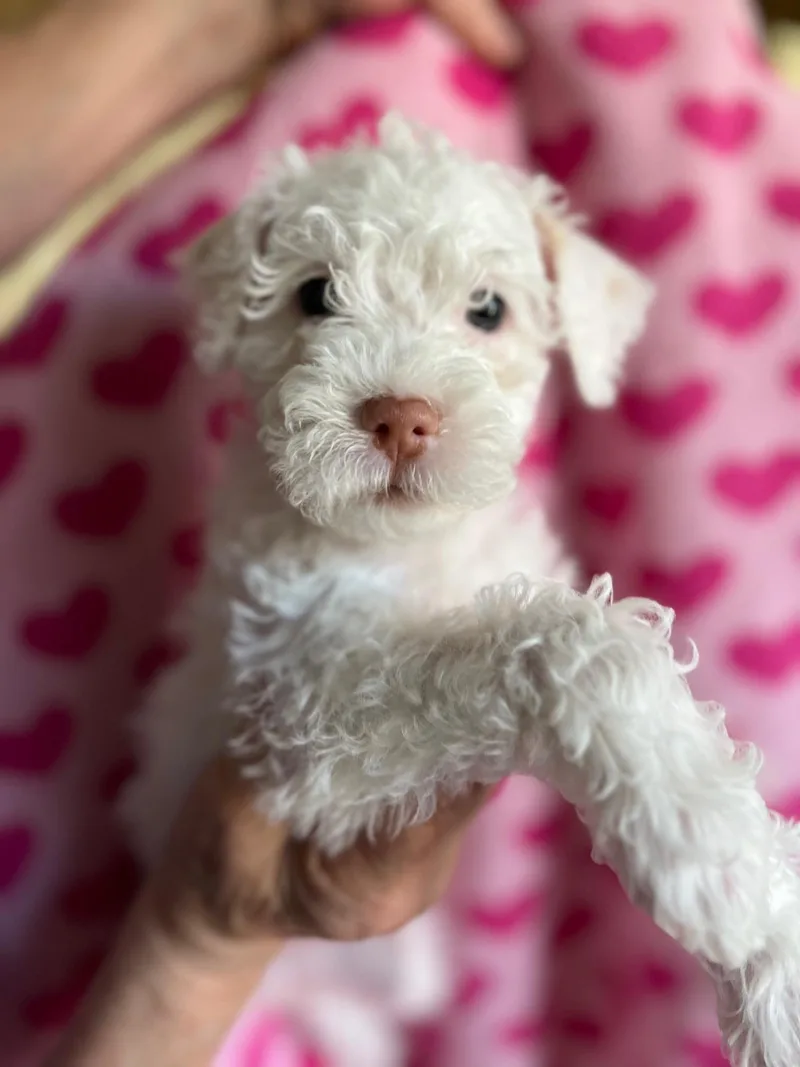 A baby small-sized female White / Cream Maltese dog named Iris for adoption in Fresno, CA
