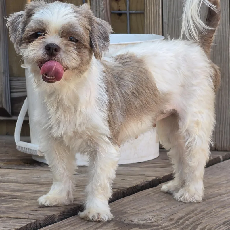 A young small-sized female Apricot / Beige Shih Tzu dog named Faith for adoption in Edinburg, TX