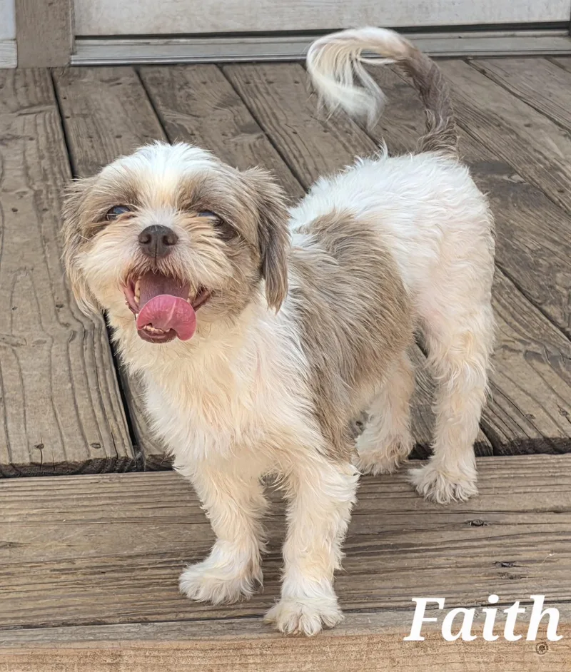 Faith thumbnail 2