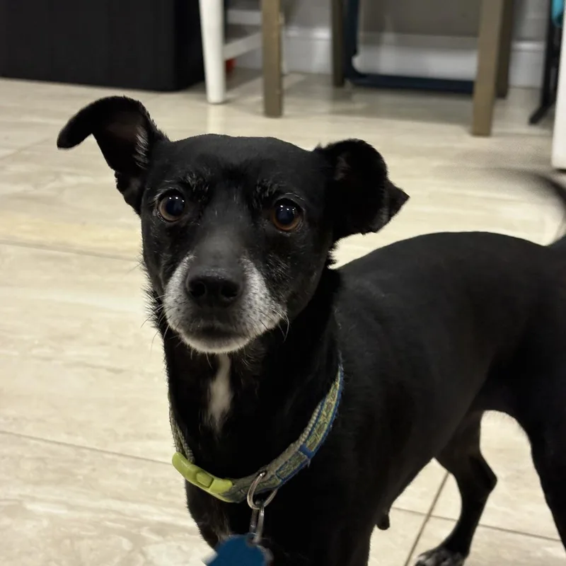 An adult small-sized female Black Chihuahua dog named Maggie for adoption in Abington, PA
