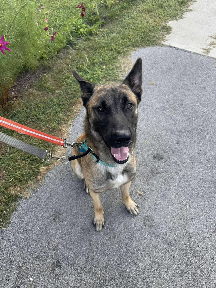 Tango  Located In thumbnail 6