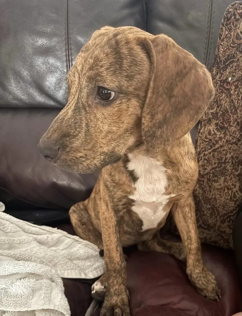 A young large-sized female Hound dog named Julie for adoption in Tarrytown, GA