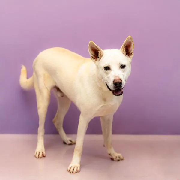An adult large-sized male Shepherd dog named Pen Gilbert for adoption in Lawrenceville, GA