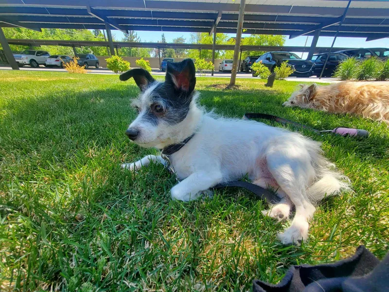 An adult small-sized male Rat Terrier dog named Sir Milo Mcscrufferton for adoption in Salt Lake City, UT