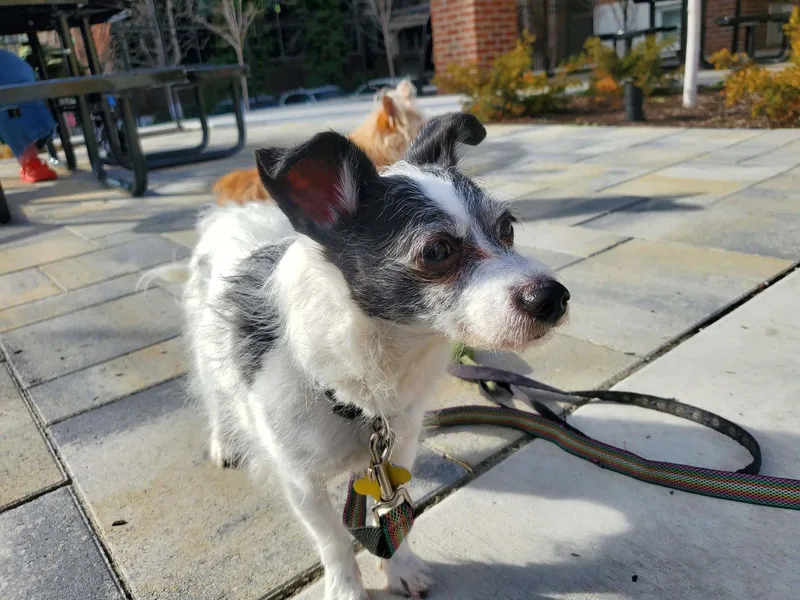 Sir Milo Mcscrufferton thumbnail 2