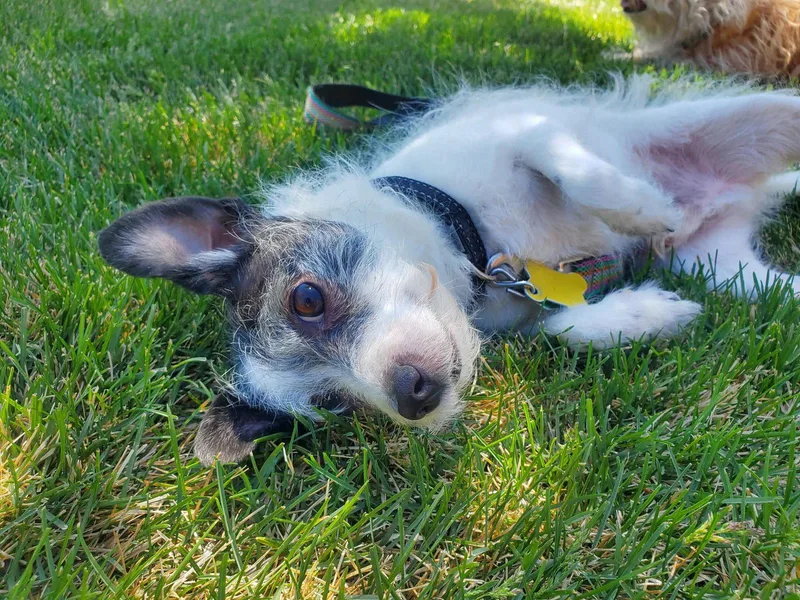 Sir Milo Mcscrufferton thumbnail 3