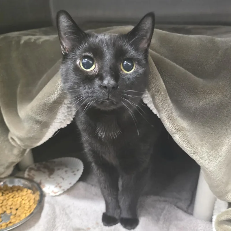 A senior large-sized female Black Domestic Short Hair cat named Zara for adoption in Fort Wayne, IN
