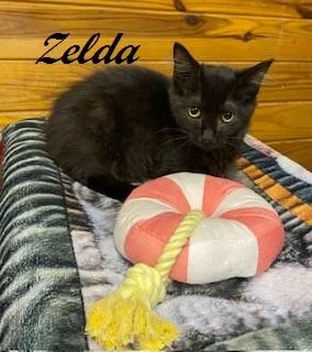 Zelda