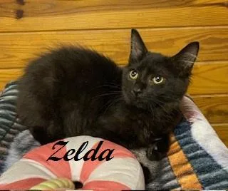 Zelda thumbnail 2
