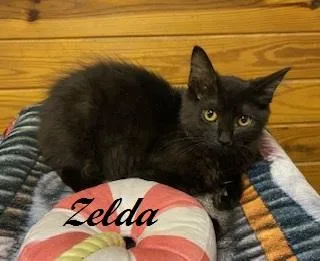 Zelda thumbnail 3