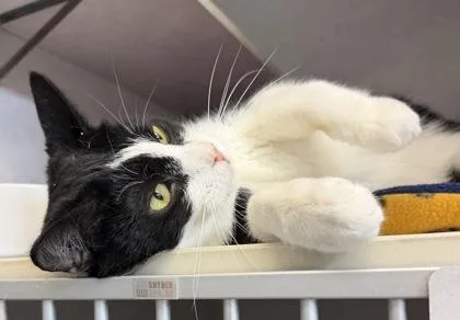 A young medium-sized female Black & White / Tuxedo Domestic Short Hair cat named Dobbia for adoption in Salem, NH