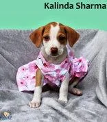 Kalinda Sharma thumbnail 2