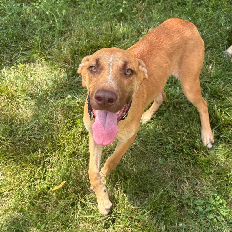 A young medium-sized female Apricot / Beige Mixed Breed dog named Treble for adoption in Wheeling, IL