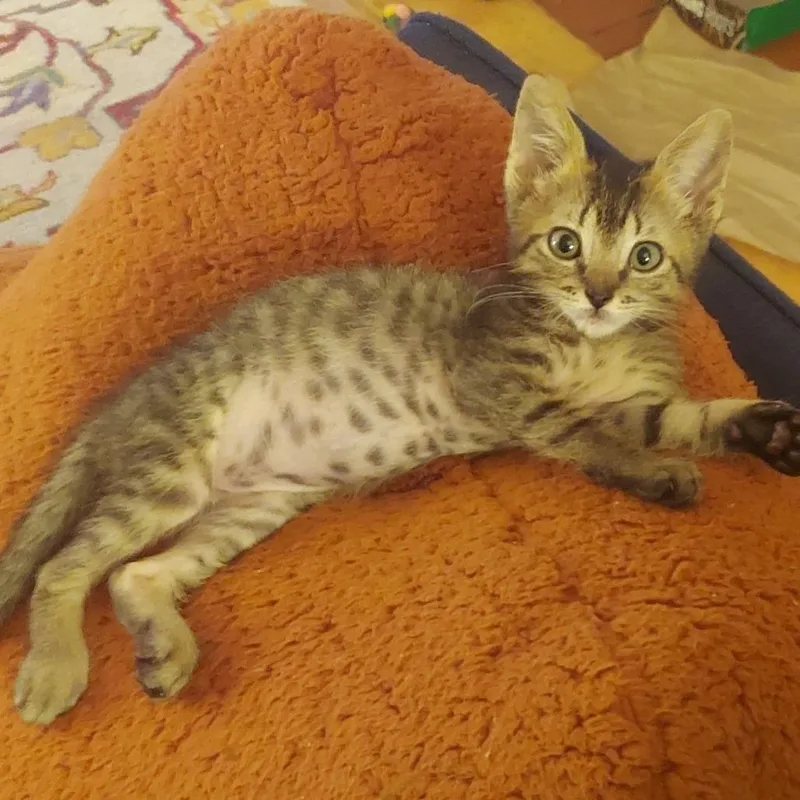 A baby small-sized male Domestic Short Hair cat named Little Johnny for adoption in Tacoma, WA