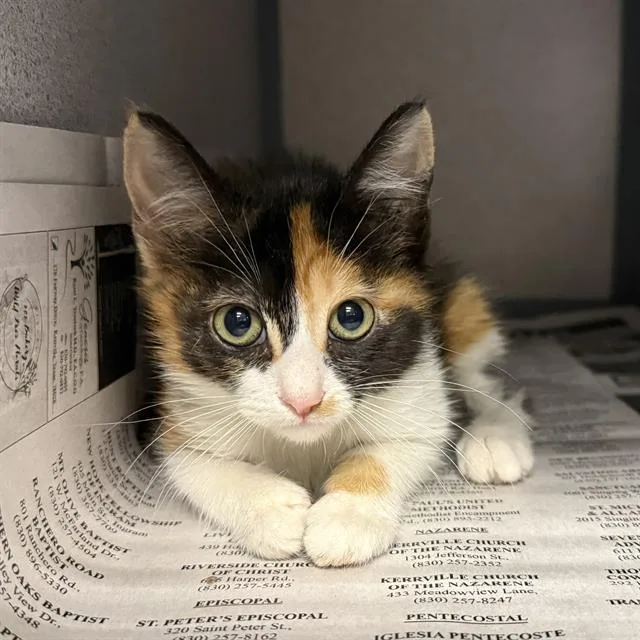 A baby small-sized female Domestic Medium Hair cat named Lilo for adoption in San Antonio, TX