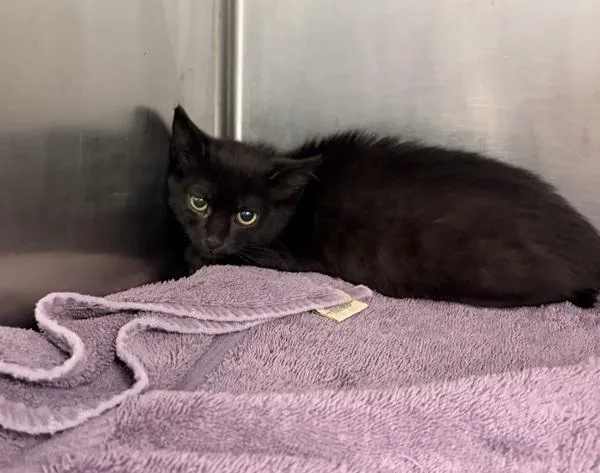 A baby small-sized female Domestic Short Hair cat named Sistah for adoption in Richmond, VA