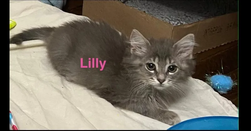 A baby small-sized female Gray & White Domestic Short Hair cat named Lilly for adoption in Chalfont, PA