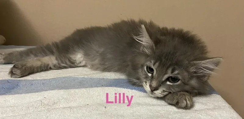 Lilly thumbnail 2