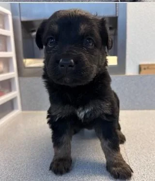 A baby small-sized female Mixed Breed dog named Marshmallow for adoption in West Chester, PA
