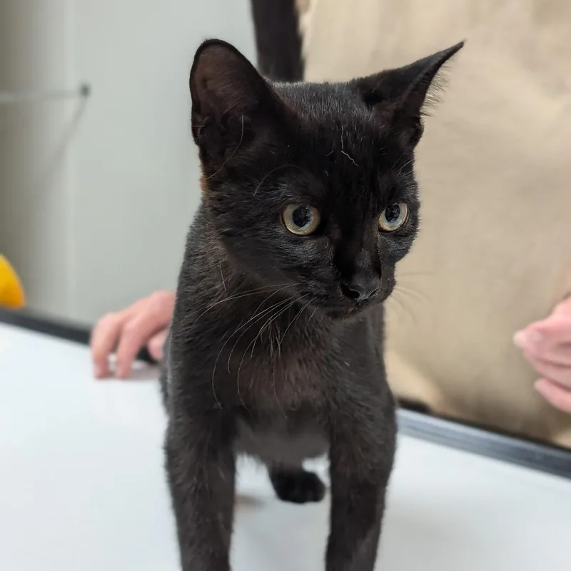 A baby small-sized female Black Domestic Short Hair cat named Raven for adoption in Canton, IL