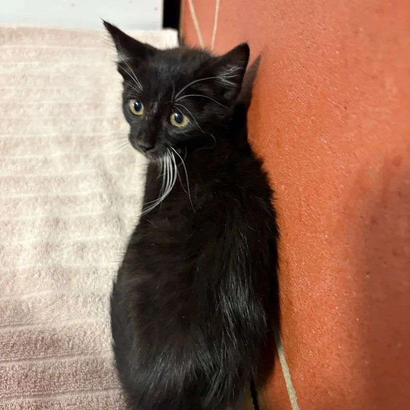 A baby small-sized female Black Domestic Short Hair cat named Marnie for adoption in Cabot, AR