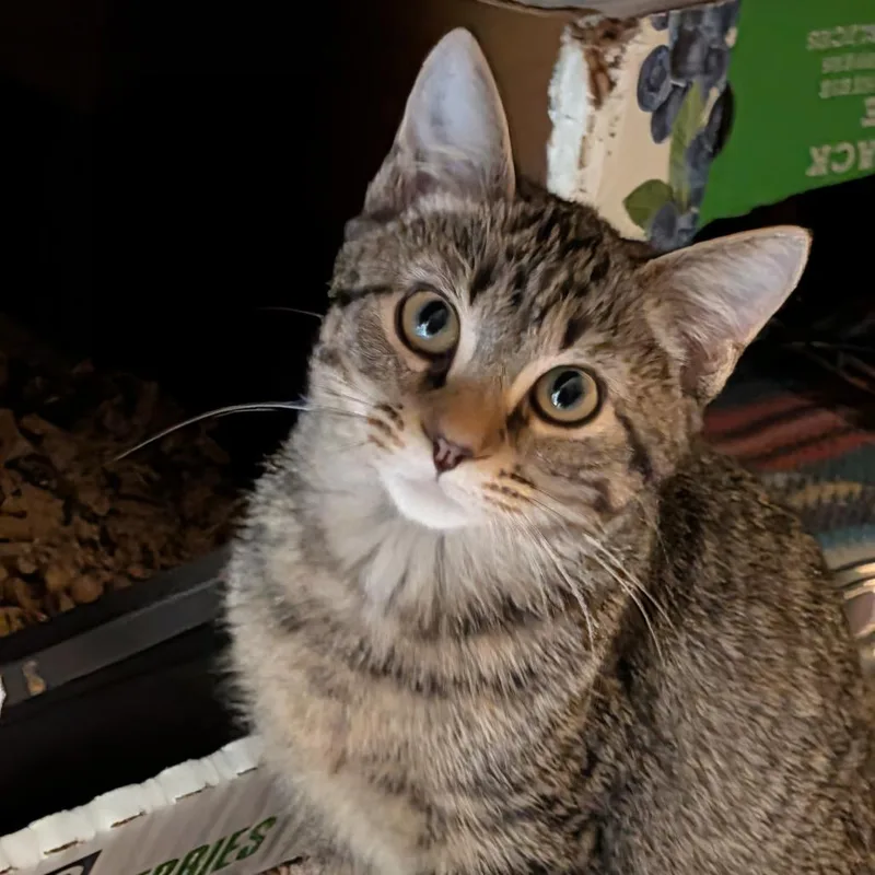 Triscuit thumbnail 2