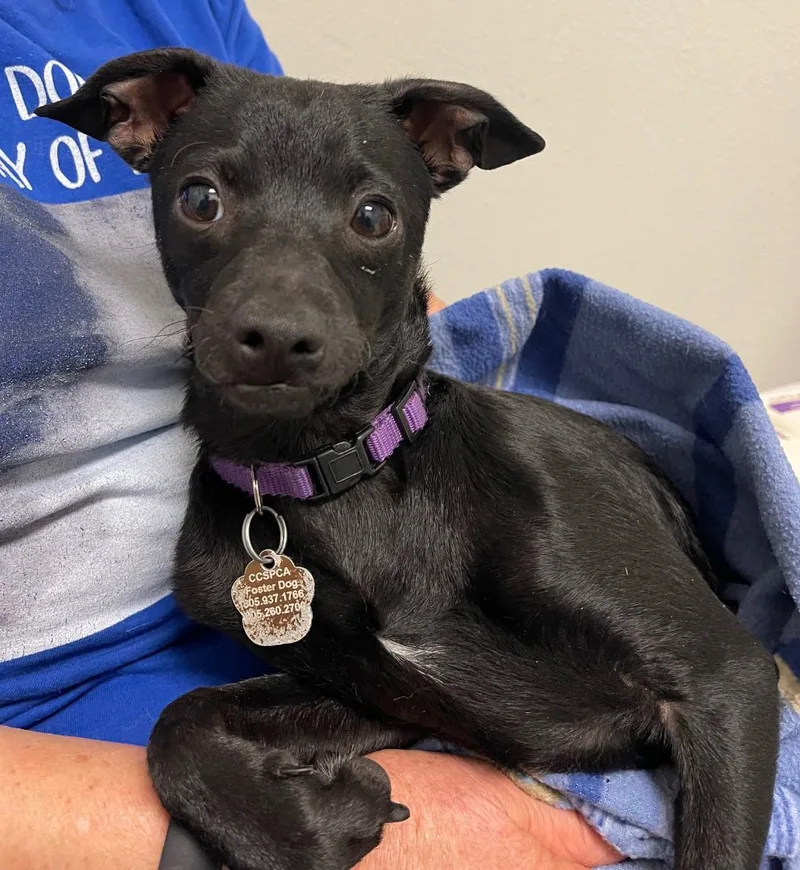 Bonded Pair Cinder & thumbnail 2