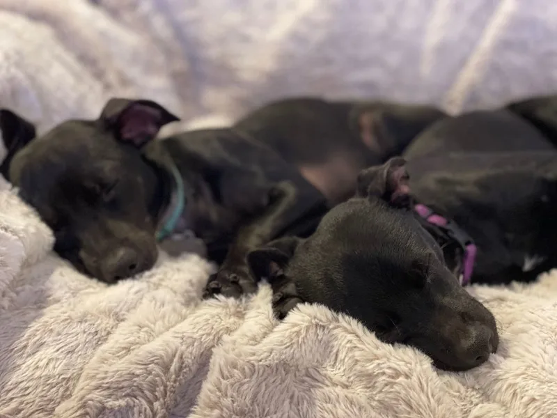 Bonded Pair Cinder & thumbnail 3