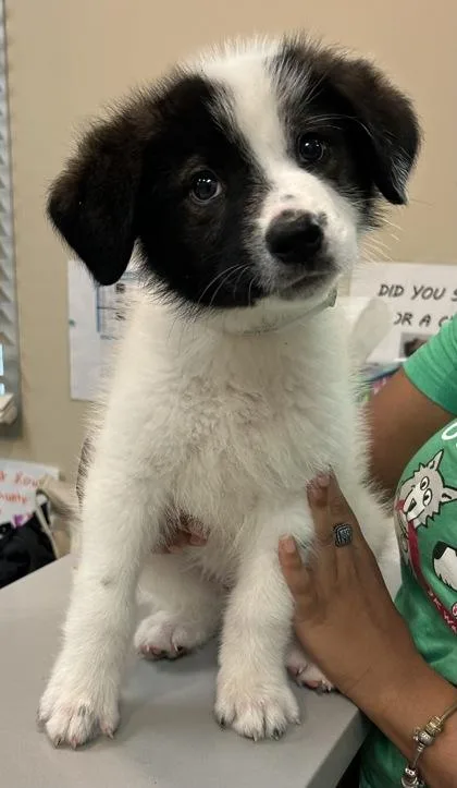 A young large-sized male Great Pyrenees dog named Denny for adoption in Kansas City, MO