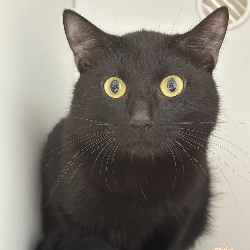 Night Shade thumbnail 2