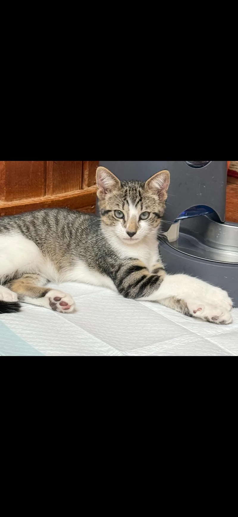 A baby small-sized male Tabby (Gray / Blue / Silver) Domestic Short Hair cat named Jasper for adoption in Syosset, NY