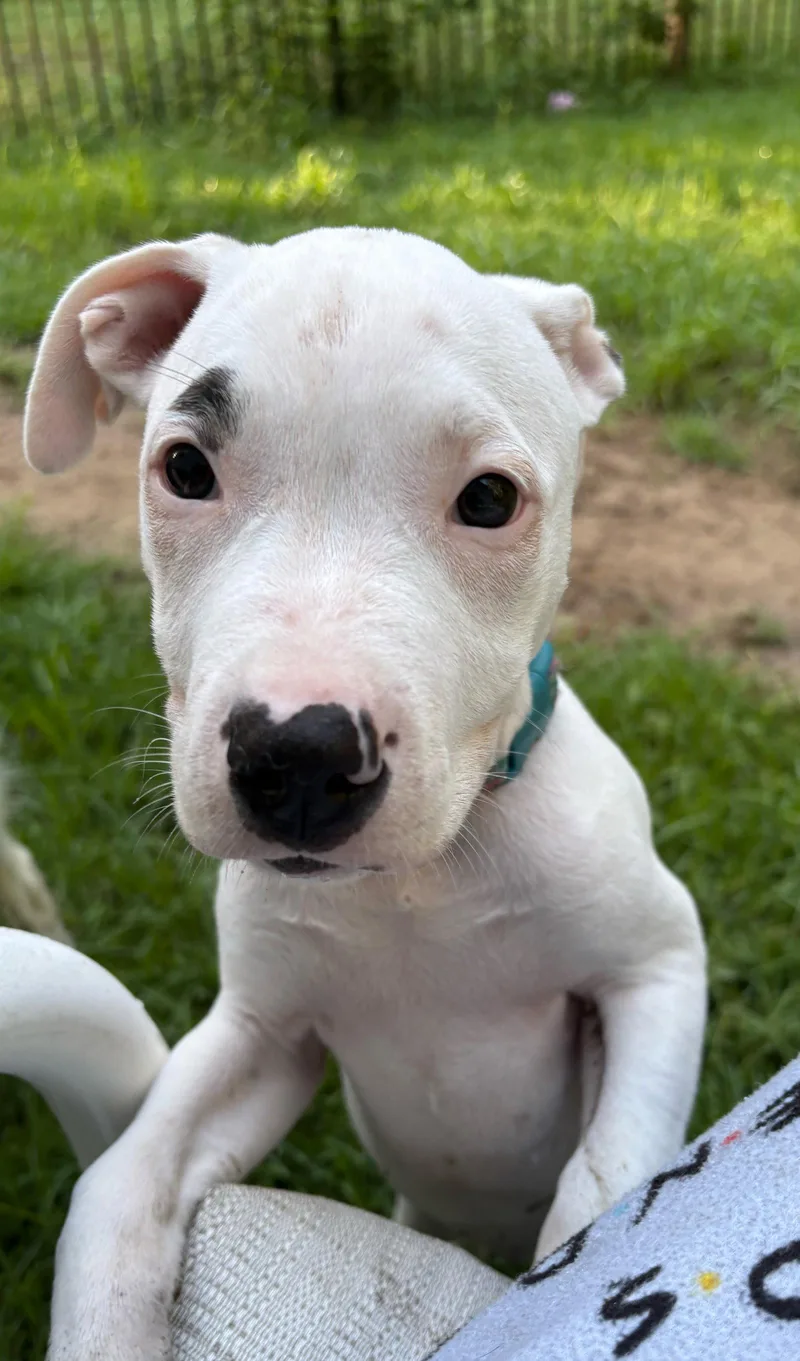 A baby medium-sized female Mixed Breed dog named MadelineDEAF for adoption in Mount Pleasant, SC