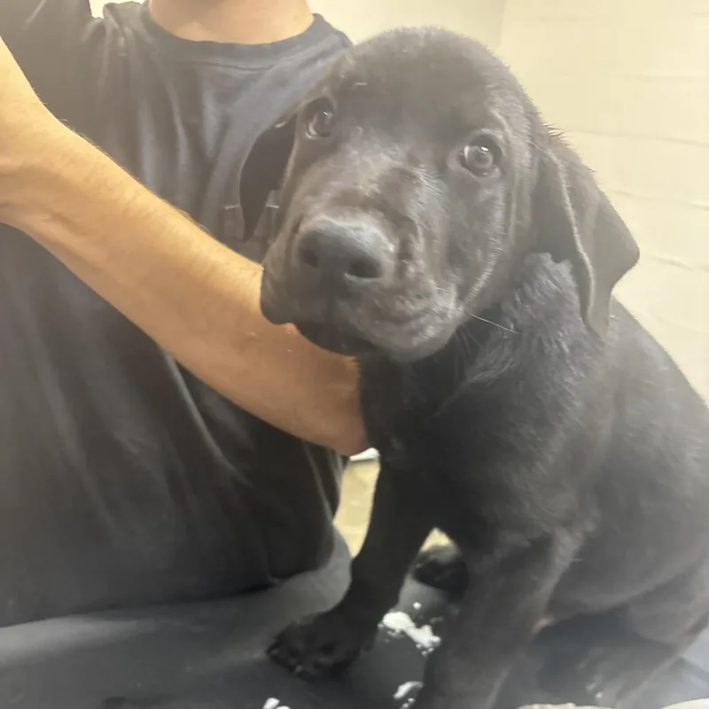 A baby large-sized male Black Labrador Retriever dog named Enid for adoption in Clanton, AL