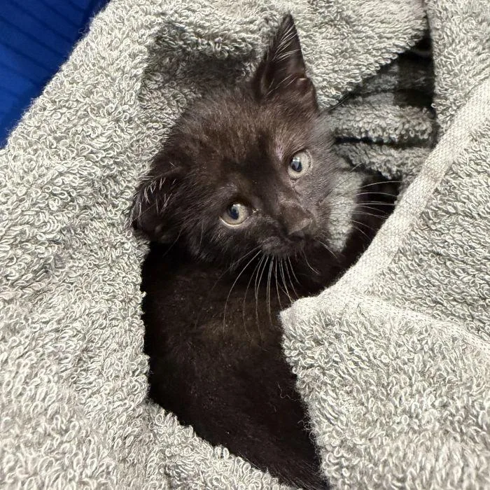 A young small-sized male Black Domestic Short Hair cat named Richie for adoption in Hilton Head Island, SC