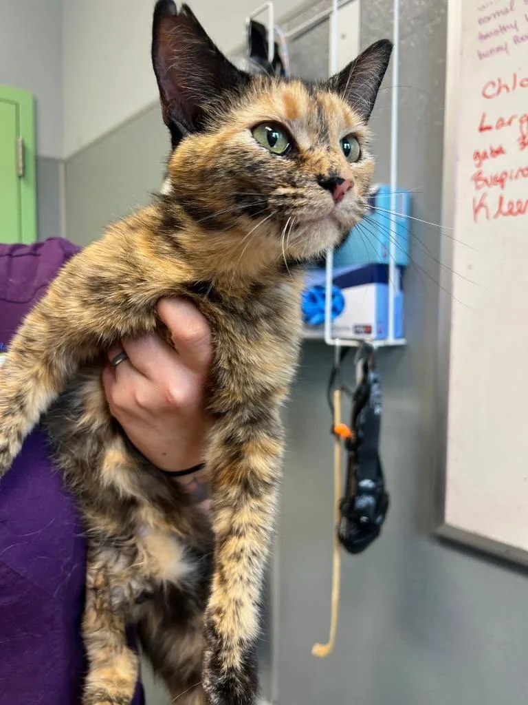 A young medium-sized female Domestic Short Hair cat named Nix for adoption in Bloomington, IN