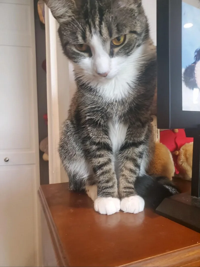An adult medium-sized female Tabby (Gray / Blue / Silver) Tiger cat named Tiger Affectionate Female for adoption in Ringoes, NJ