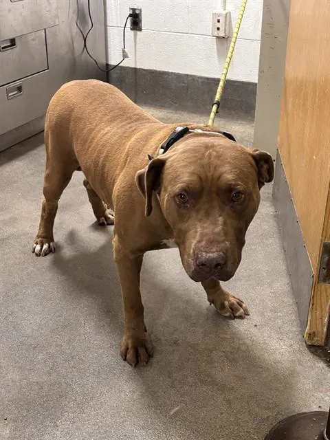 An adult extra large-sized male American Bulldog dog named Marty for adoption in Upper Marlboro, MD