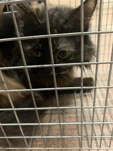 A senior small-sized female Domestic Medium Hair cat named Tortellini for adoption in San Jose, CA