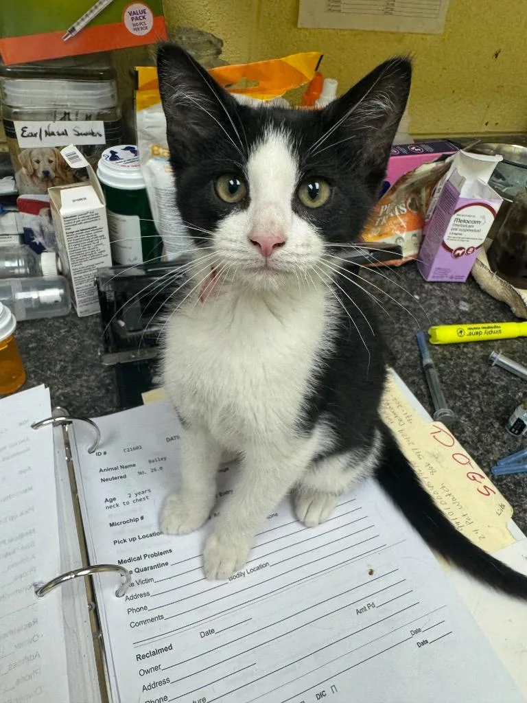 A baby small-sized male Domestic Short Hair cat named Buzz for adoption in Crossville, TN