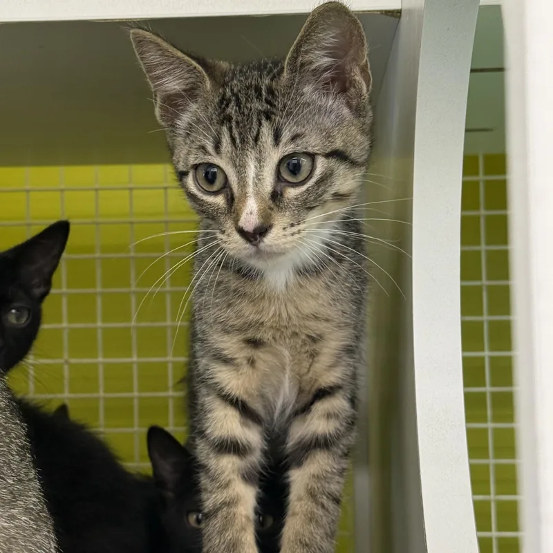 A baby medium-sized male Tabby (Gray / Blue / Silver) Tabby cat named Rye for adoption in Intercession city , FL
