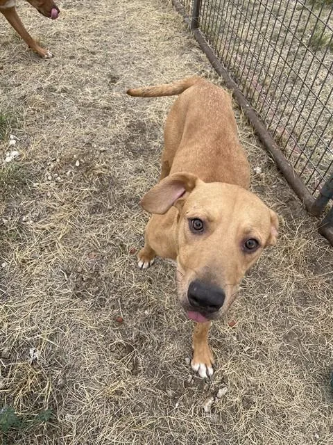 A young medium-sized male Rhodesian Ridgeback dog named Thayne for adoption in Casper, WY