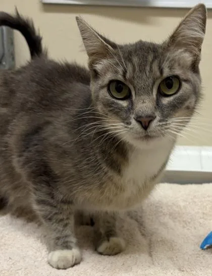 An adult medium-sized female Tabby (Gray / Blue / Silver) Domestic Short Hair cat named Mildred for adoption in Redmond, OR