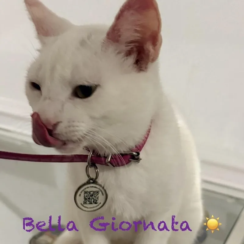 Bella Giornata thumbnail 2