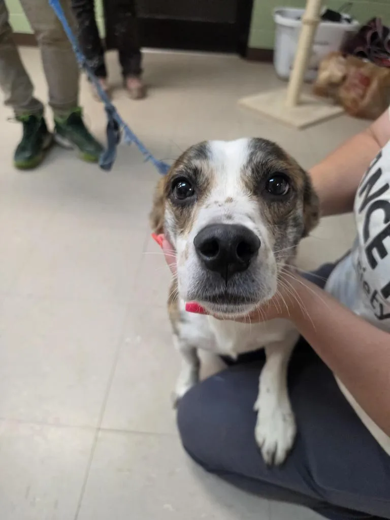 A young medium-sized male Basset Hound dog named Surfer for adoption in Burnsville, NC